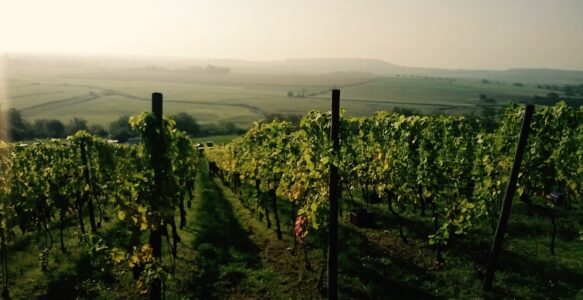 Agriculture Biologique et Biodynamique