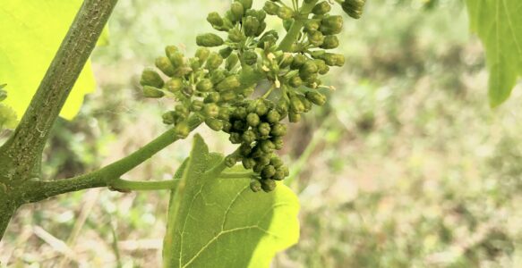 Agriculture Biologique et Biodynamique