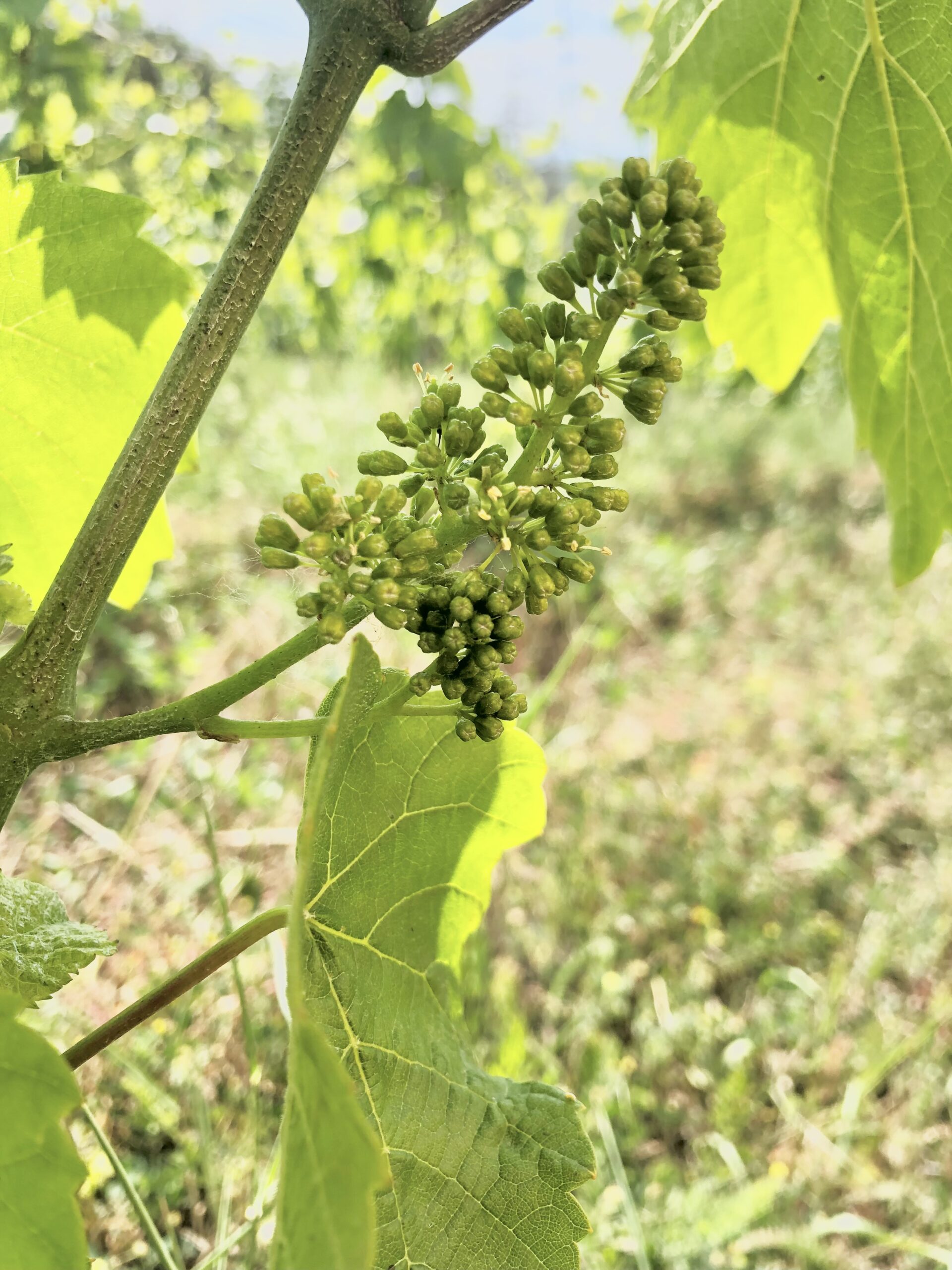 Agriculture Biologique et Biodynamique